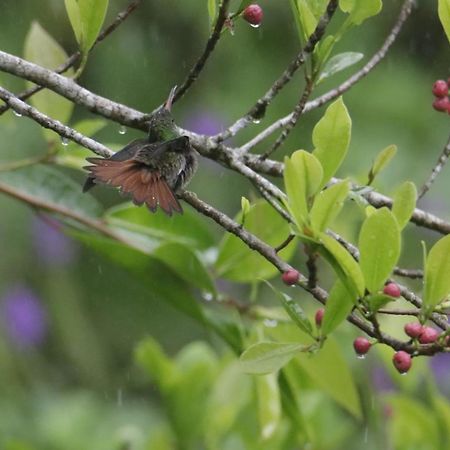 Aves De Tierras Altas Vila Bijagua Exterior foto
