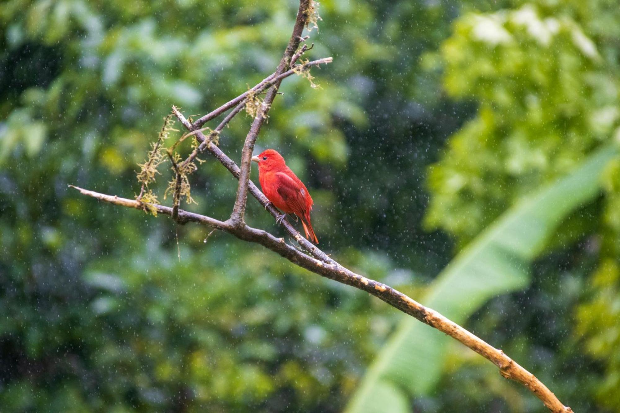 Aves De Tierras Altas Vila Bijagua Exterior foto