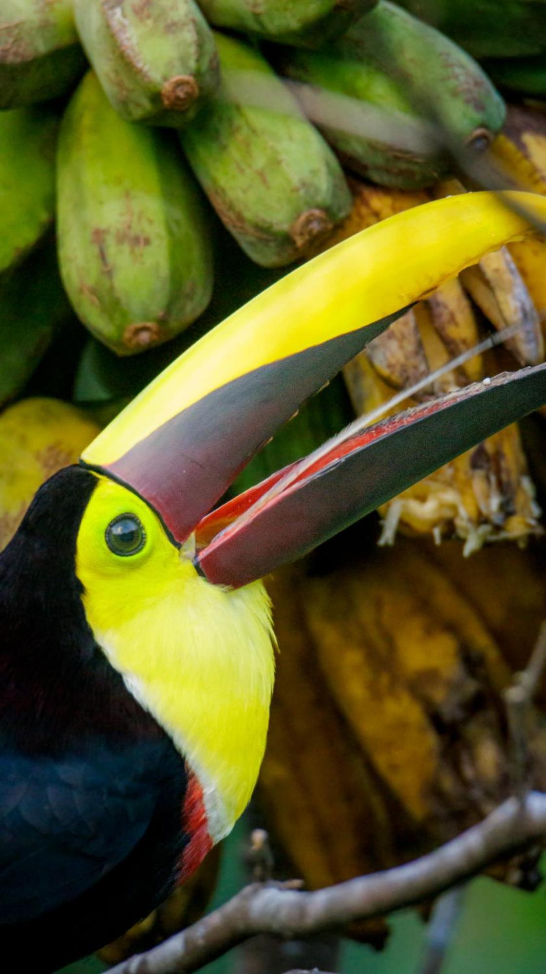 Aves De Tierras Altas Vila Bijagua Exterior foto