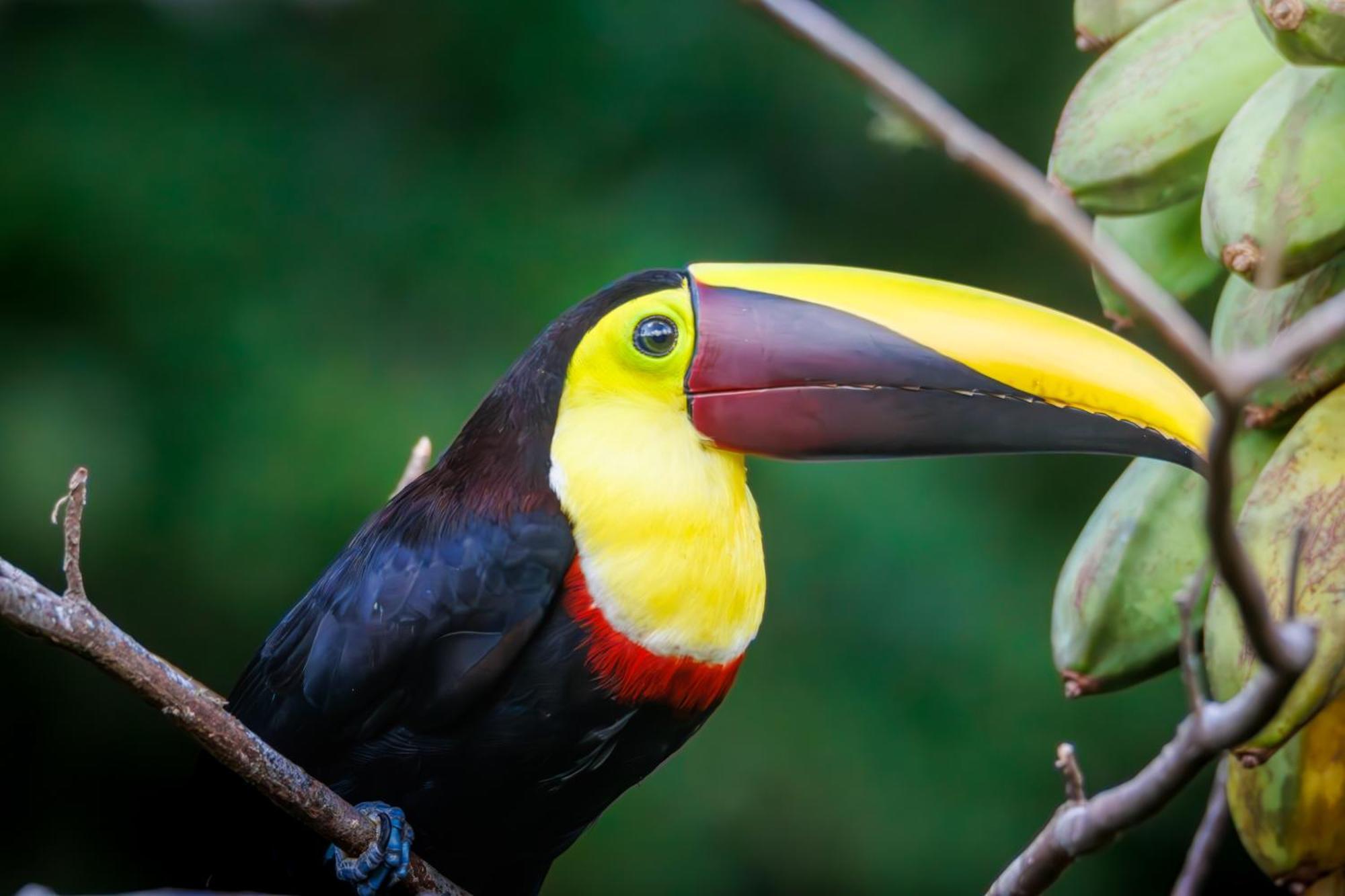 Aves De Tierras Altas Vila Bijagua Exterior foto