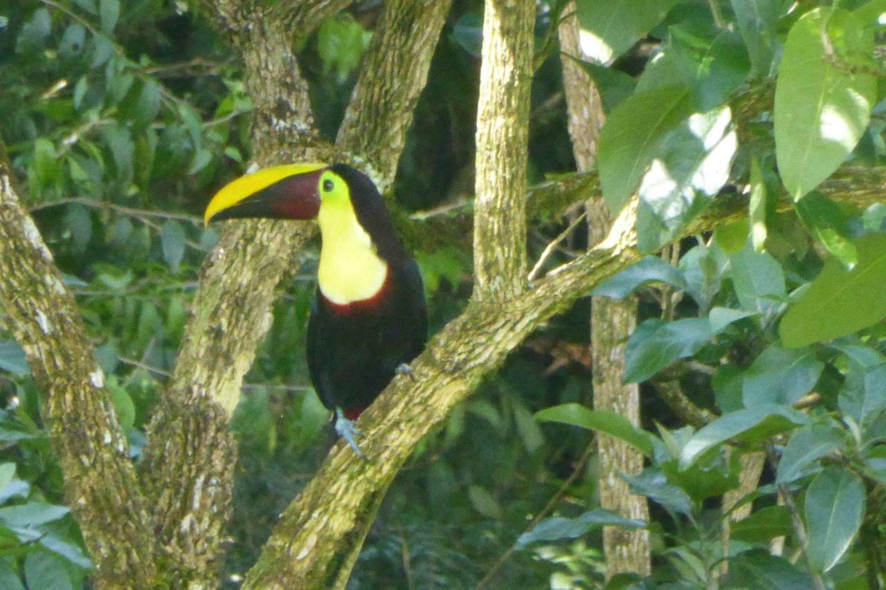 Aves De Tierras Altas Vila Bijagua Exterior foto